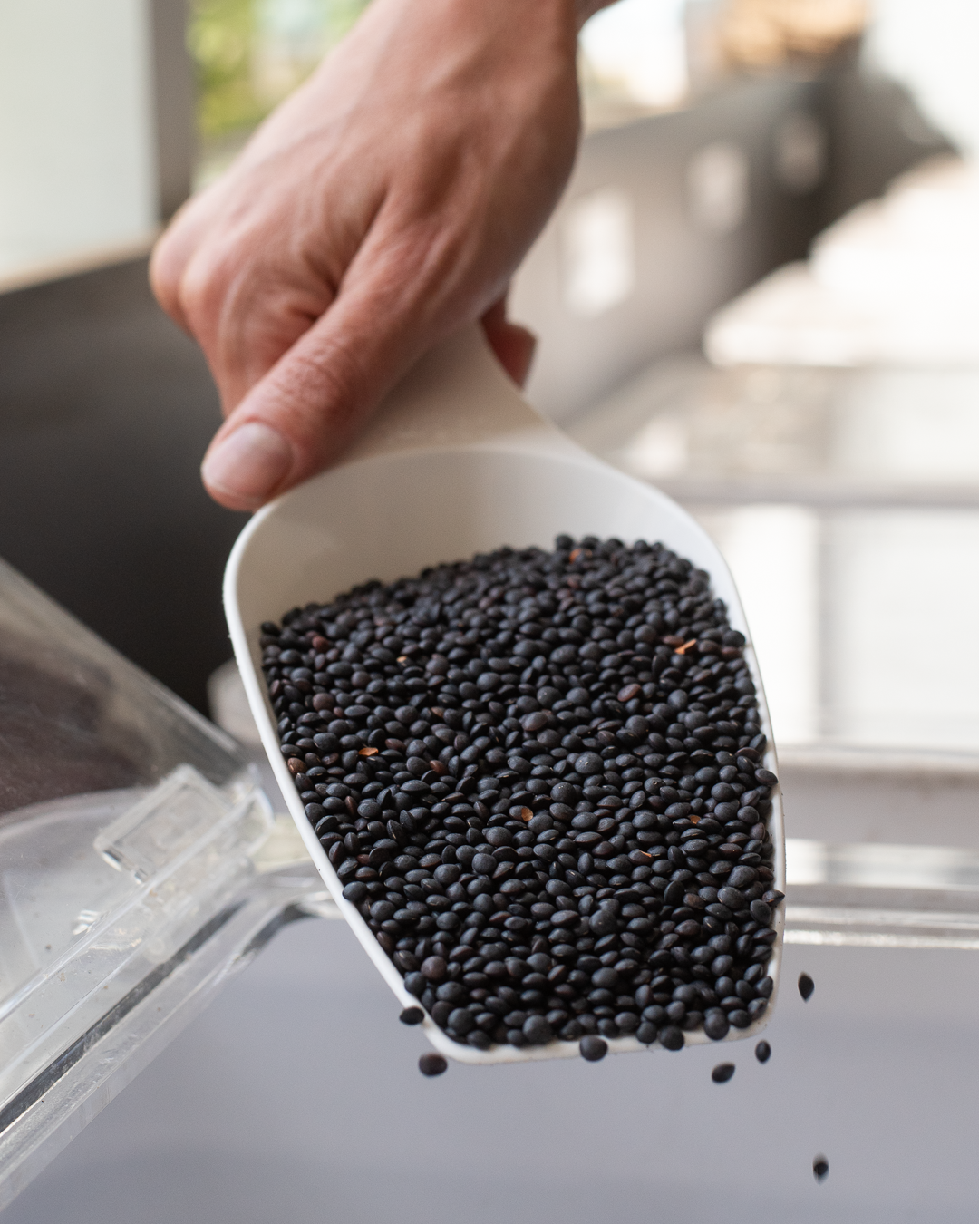 beluga black lentils
