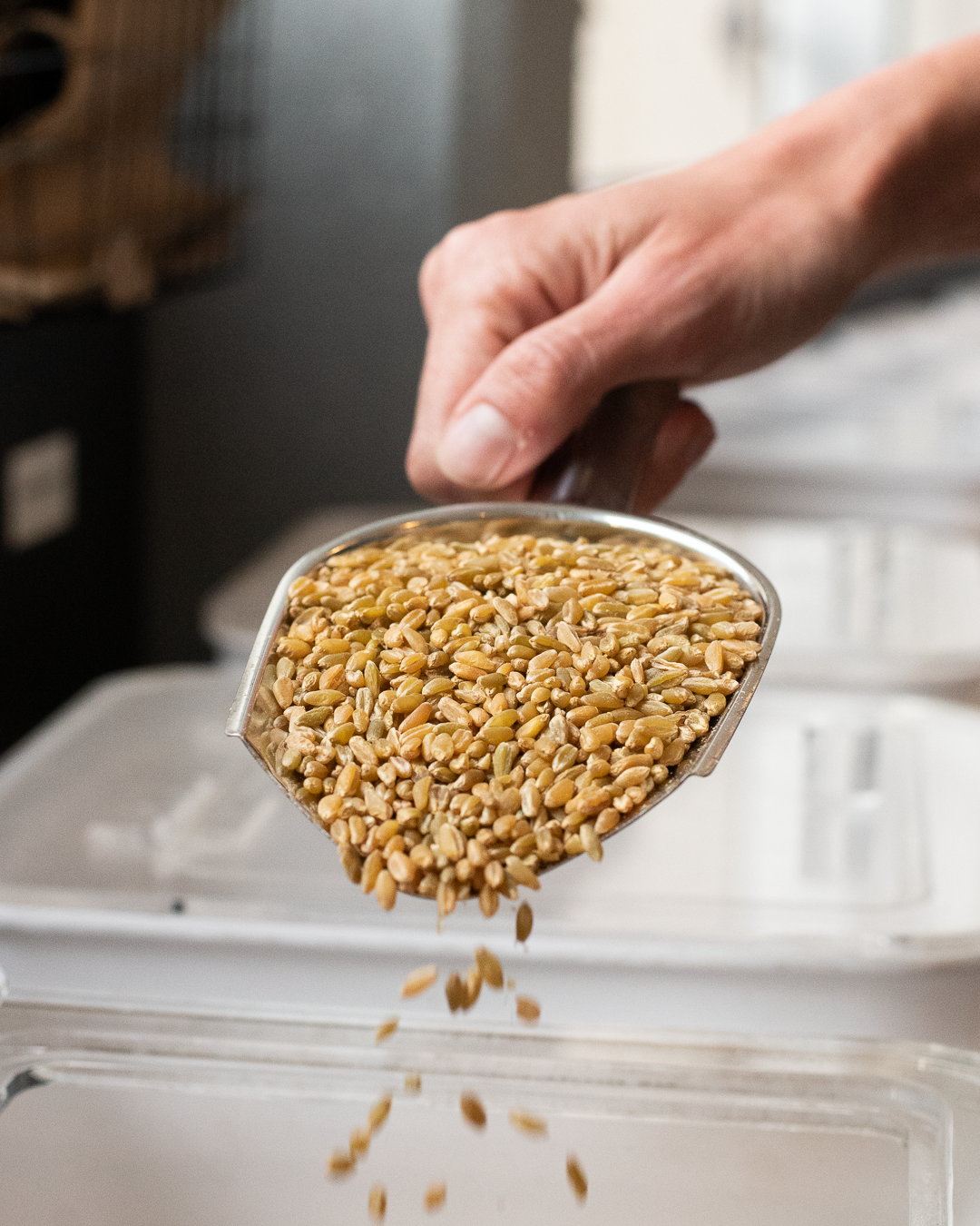 wholegrain freekeh