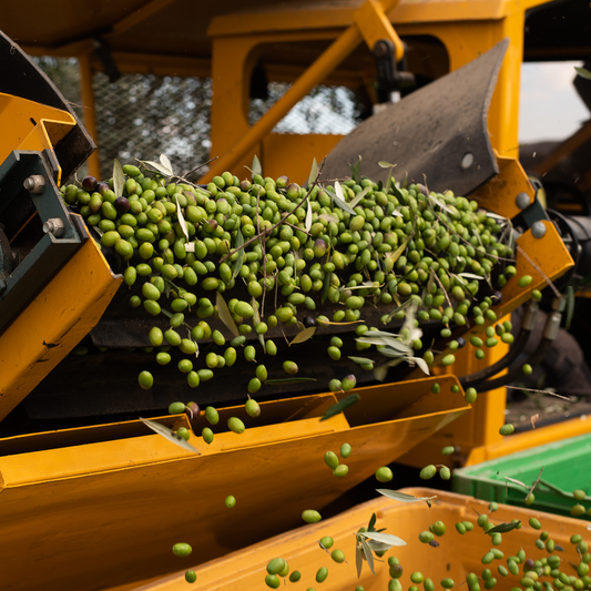The Liquid Gold of 2026: Why Early Harvest Picual is the World’s Best Olive Oil