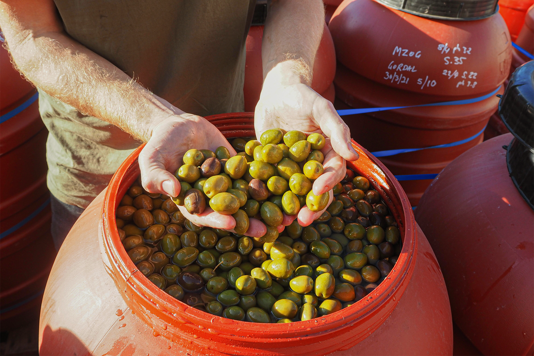 how to cure olives italian style | mount zero olives