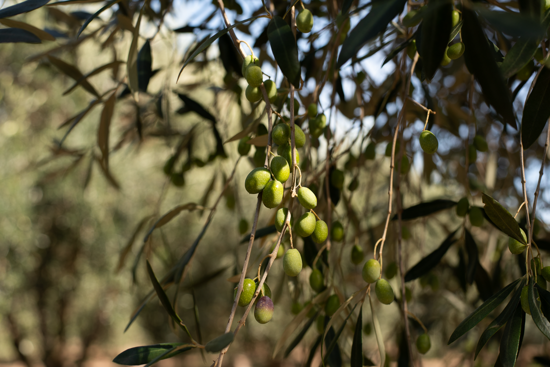 what makes olive oil 'extra virgin'?