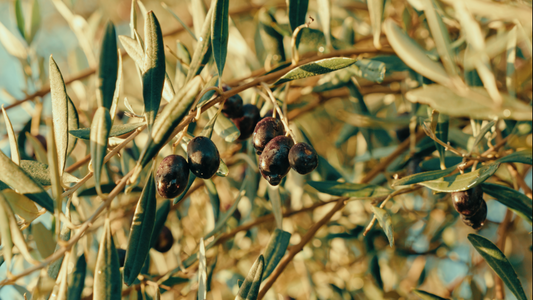 Our newest release: Organic In Conversion Extra Virgin Olive Oil