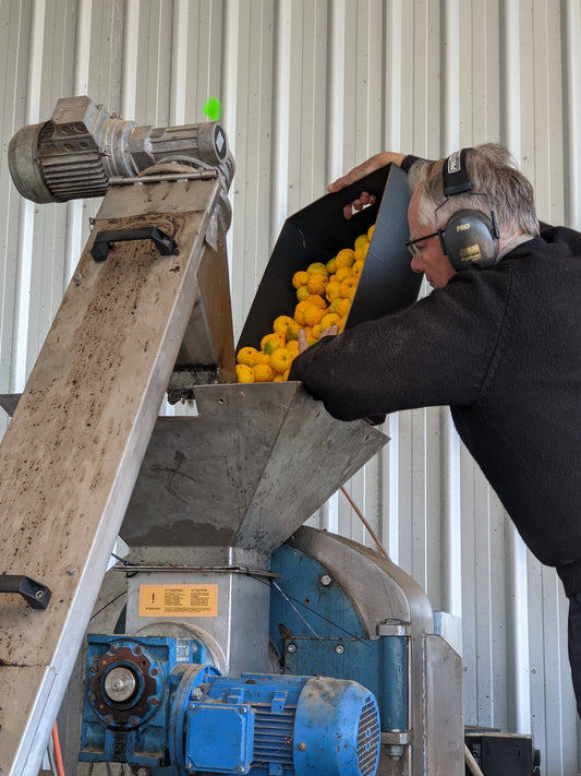 pressing 'agrumato' olive oil at mount zero