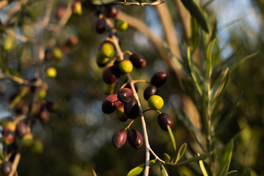 mount zero’s kosher certified olives and olive oils