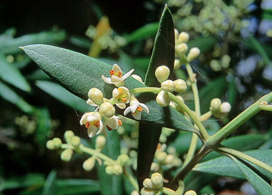 news from the grove - reporting from the australian olive association conference