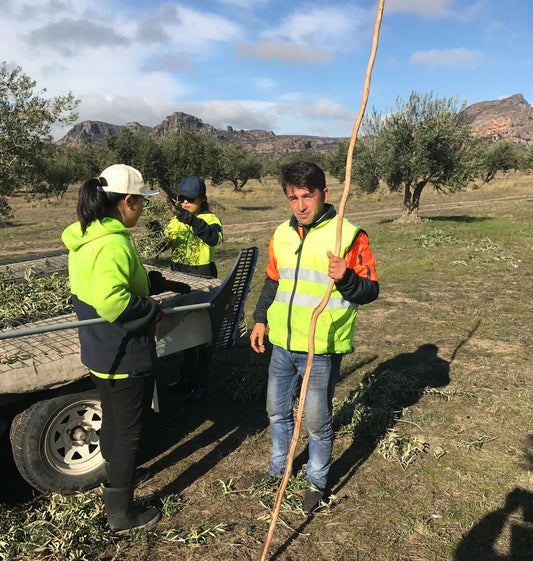 25th anniversary olive harvest for mount zero