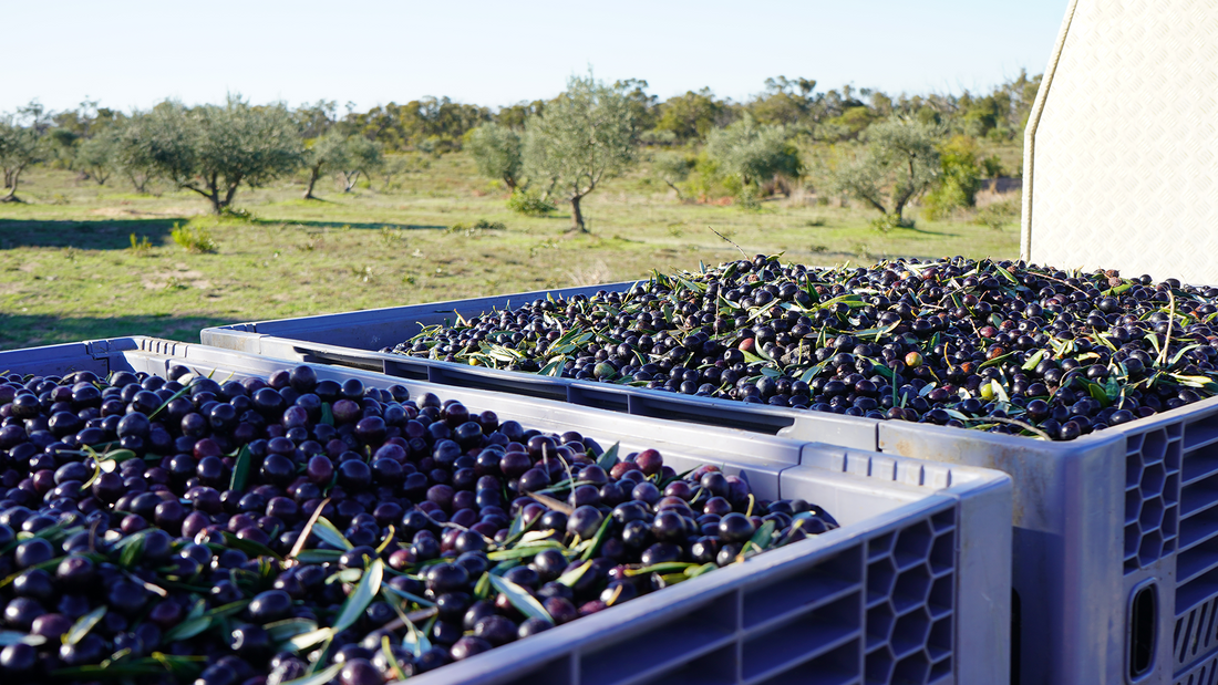 australian olive harvesting seasons | mount zero olives