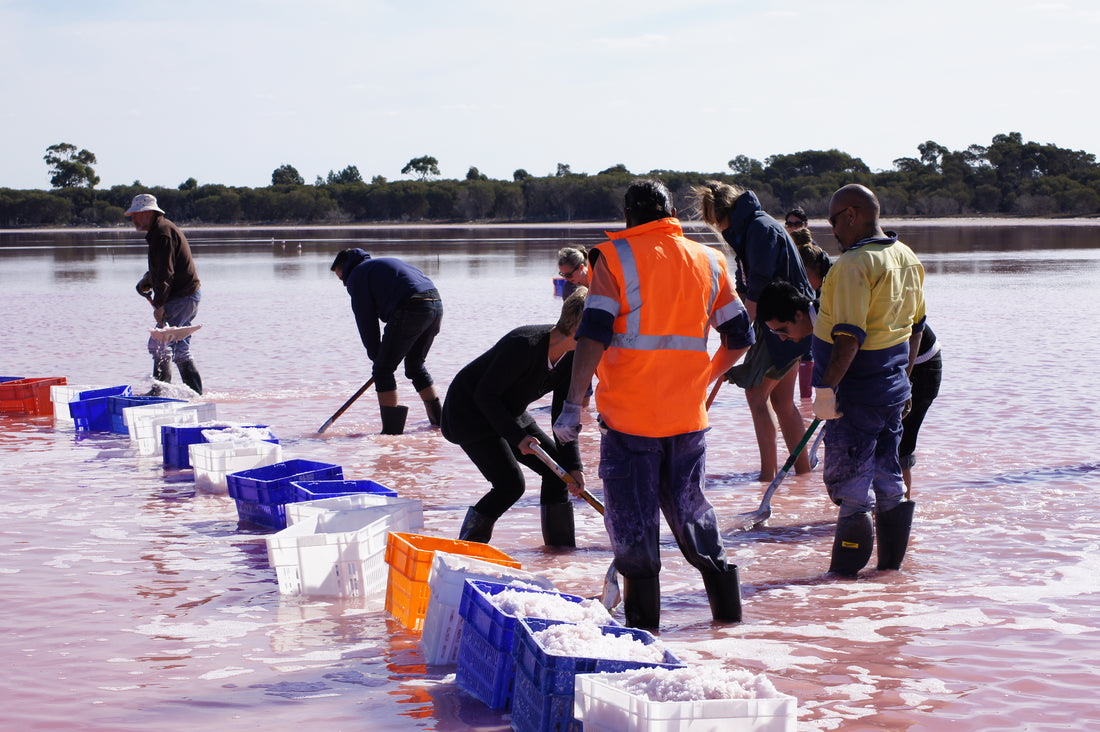 salt of the earth: salt harvesting at the pink lake