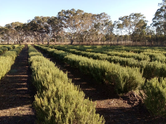 from the source | glenelg river herbs