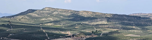 andalusian table olive research trip with richard seymour