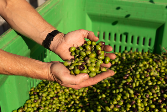 why the price of olive oil is going up, and how to get the best bang for your buck