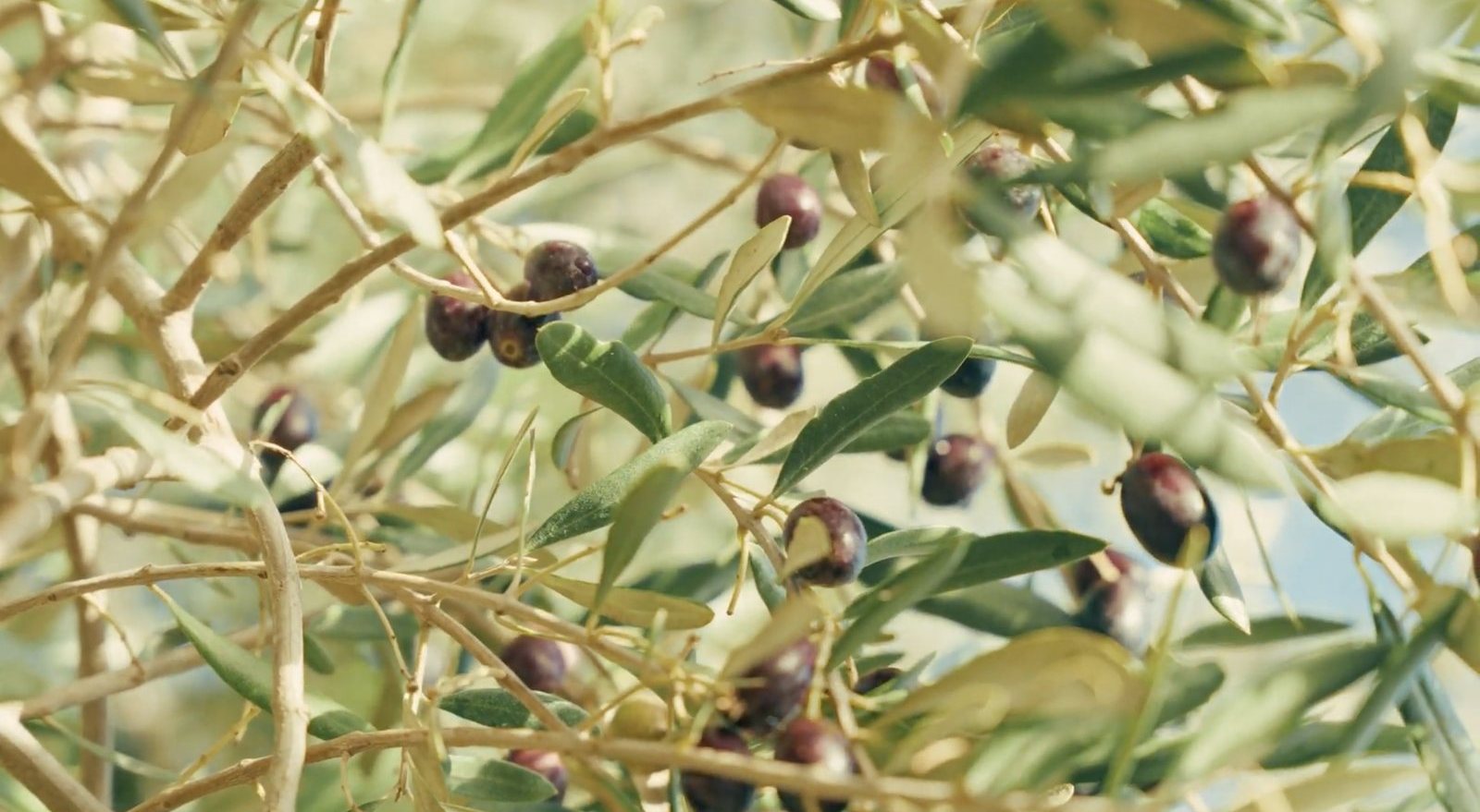 Olives ripening on the branch