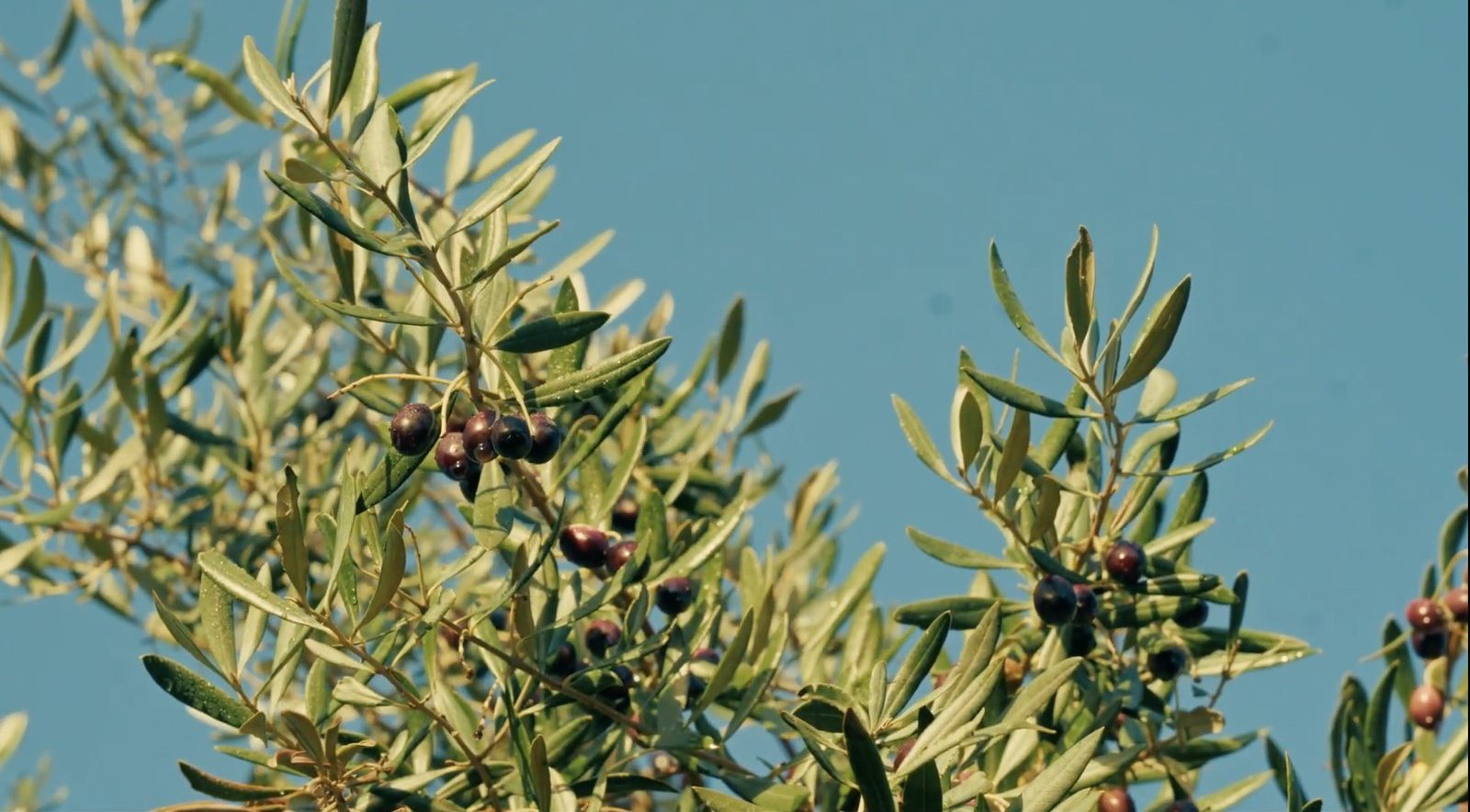Olives on the branch against a blue sky